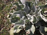 Sciara_Scorciavacca - 20110306 043.jpg